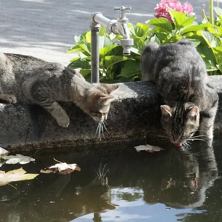 Zur Guten Einkehr Grubschütz