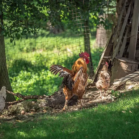 Zur Guten Einkehr Hotel